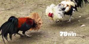 Cách Đá Gà Mạng Luôn Thắng 78win